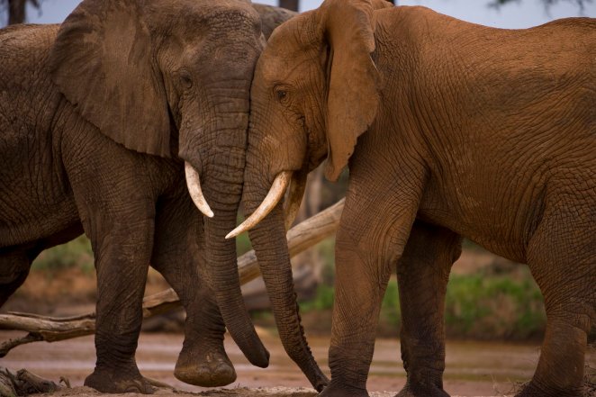 March 30, 200712:00 First Ladies at river crossing drinking.15:00 Mating between Leopold and young female in First Ladies.15:10 Mating between Leopold and another female in First Ladies15:15 Patten, who was at river drinking, hears the cows cries, and arrives with the group. He chases Leopold away, and starts following the female Leopold mated with. 15:30 Patten, trying to mate with M20.99 and fending off Leopold and other bulls in the area who are also following M20.9917:00 Patten attempting to mate with M20.99 who is too young to be mated with.
