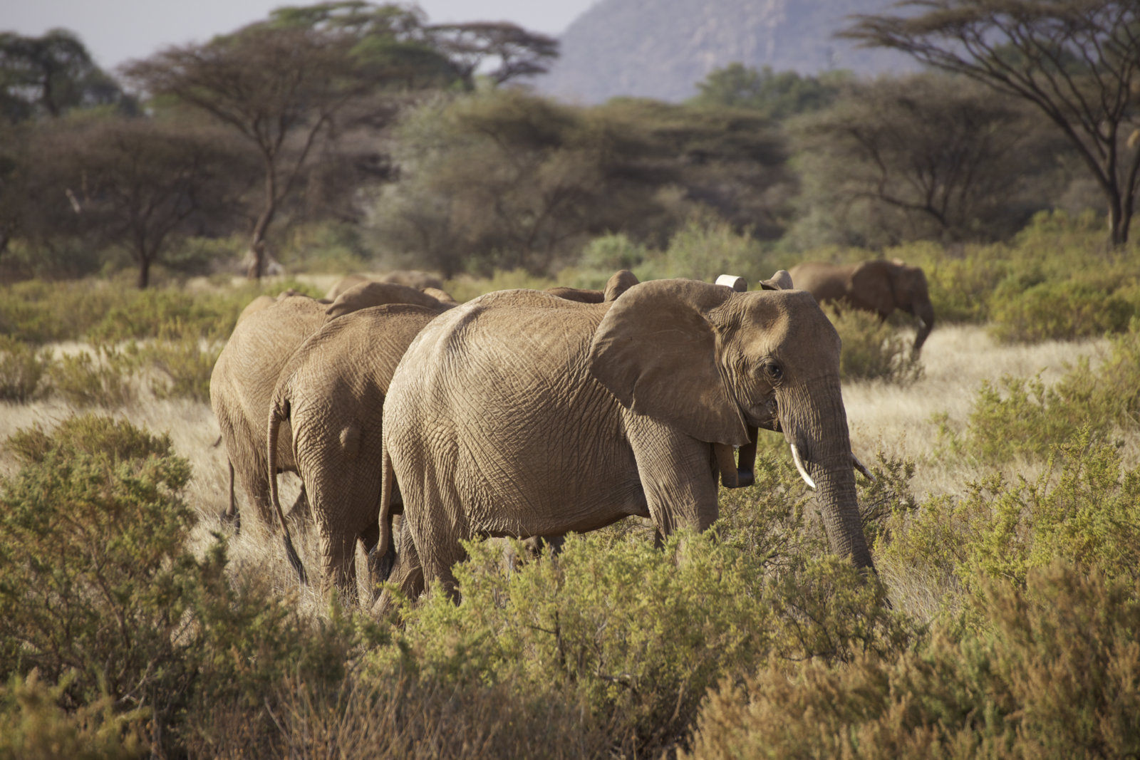 JH_IMG_2049_Habiba the teenage elephant who leads a rag tag herd of orphans