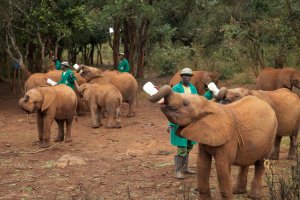 JH_IMG_4405_elephant feeding time at Sheldricks elephant orphanage