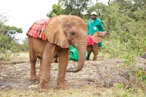 JH_IMG_4632_Sokotei's first days at Sheldricks elephant orphanage