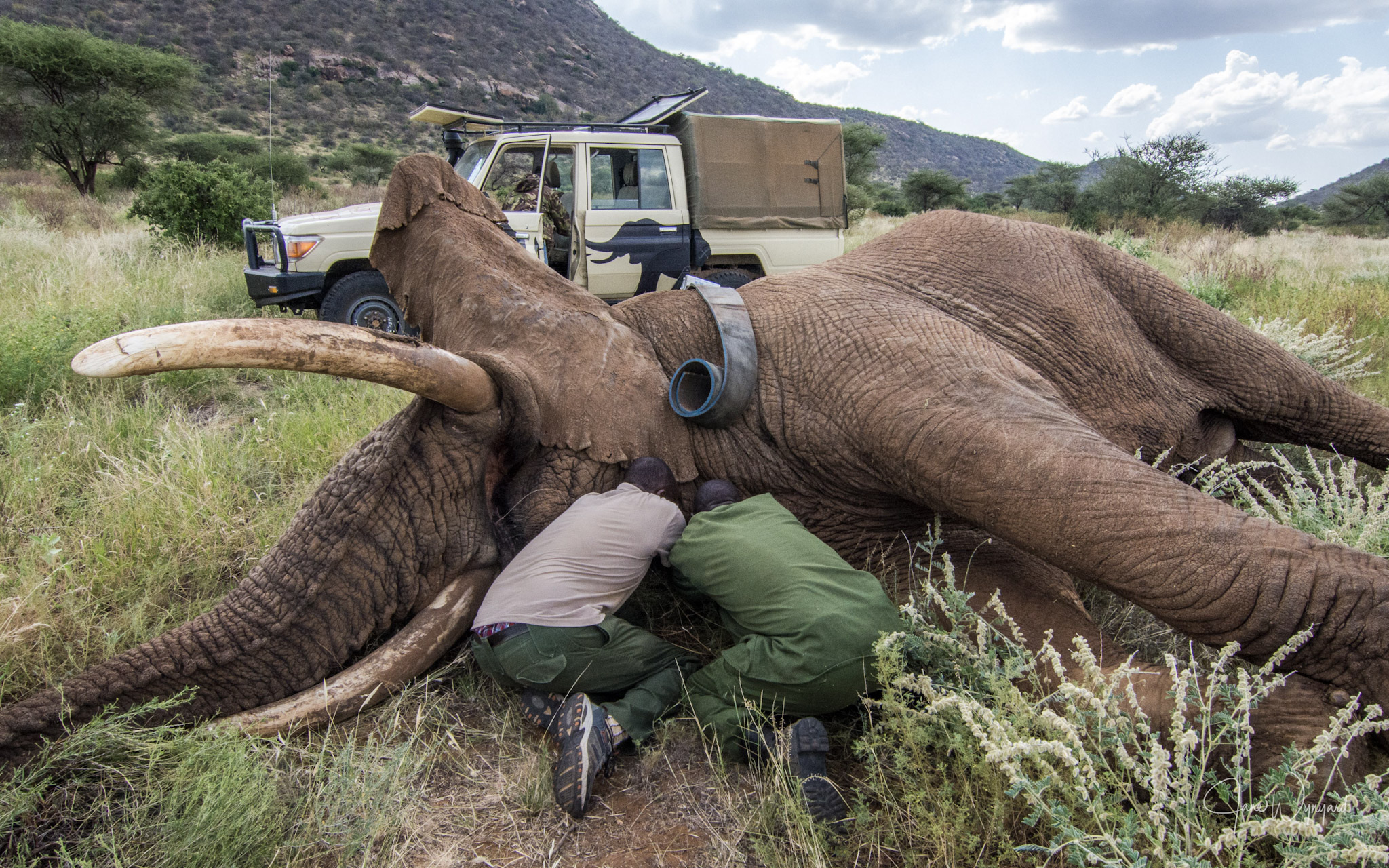 Collaring Miguna 2020 @janewynyard_-2 (1)