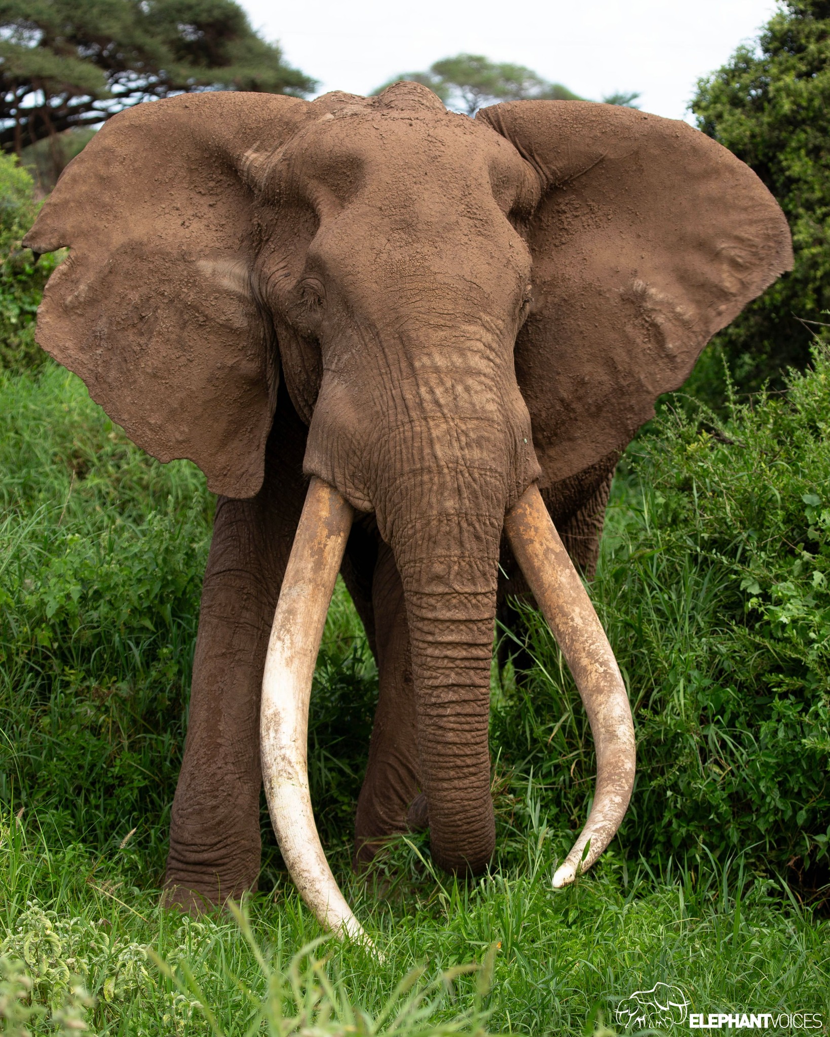 May be an image of elephant and text that says "F ELEPHANTVOICES"